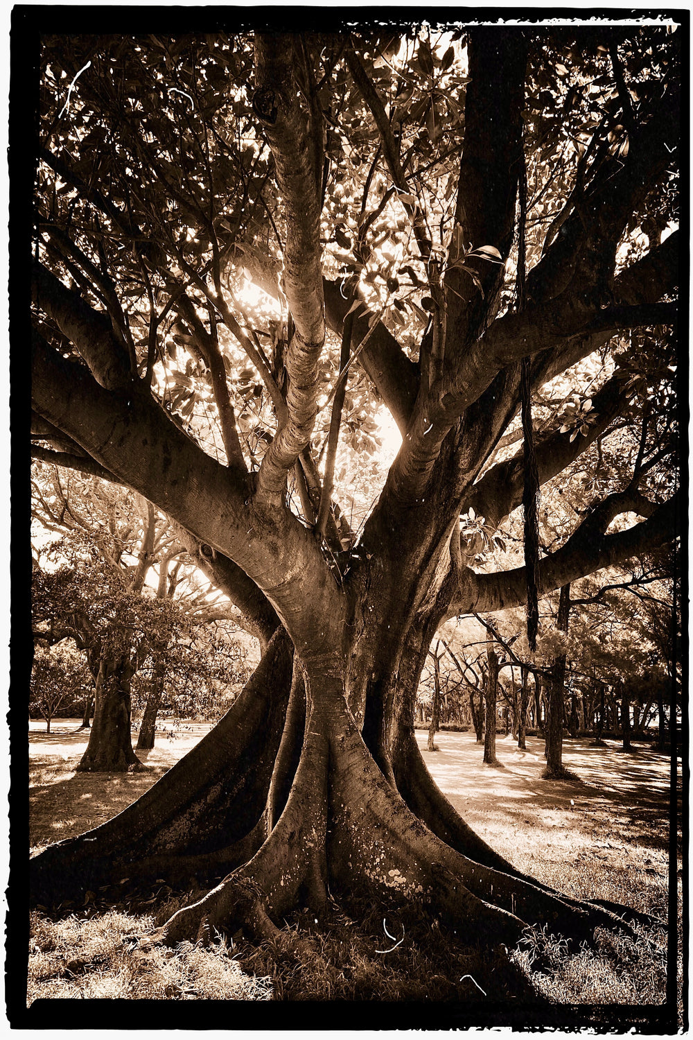 T-shirt insolite arbre blanc